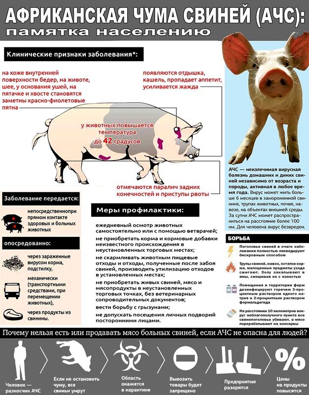 Как выглядит свиной человек Памятка населению при АЧС Официальный сайт Звениговского муниципального района Р